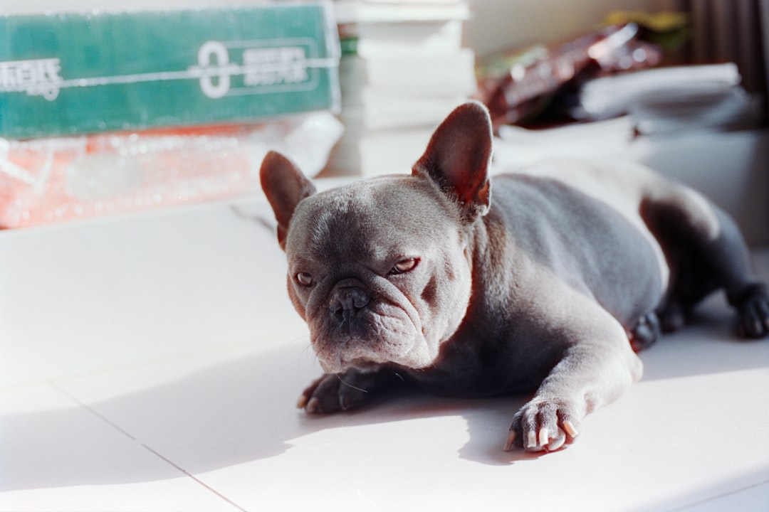 a-blue-french-bulldog-lies-on-a-sunny-windowsill-yu4invdcjvm