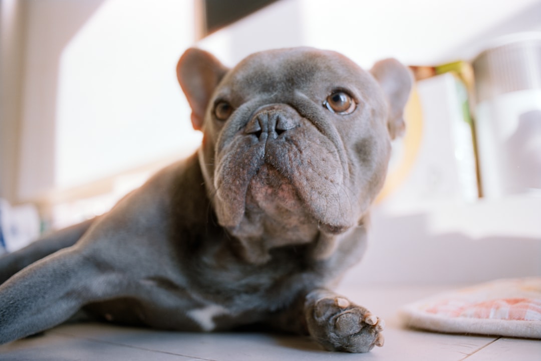 a-grey-french-bulldog-lies-on-the-floor-zrb6irmmimw