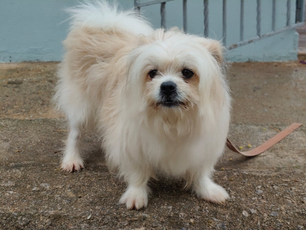 Charming fluffy dog standing on an urban path, showcasing its cute and curious demeanor.