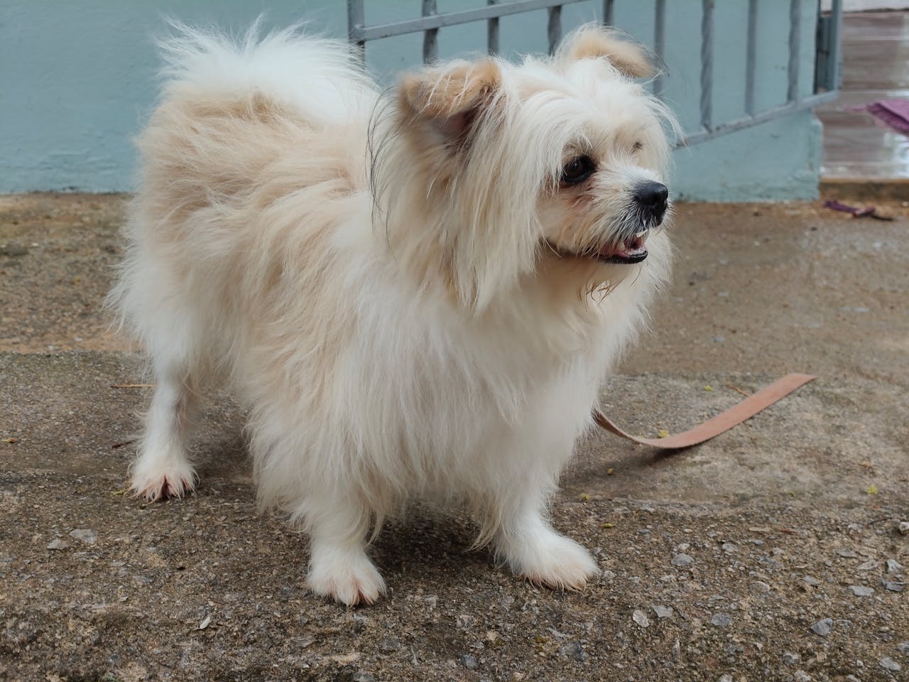 Cute fluffy white dog with brown ears standing outdoors. Perfect pet portrait for dog lovers.