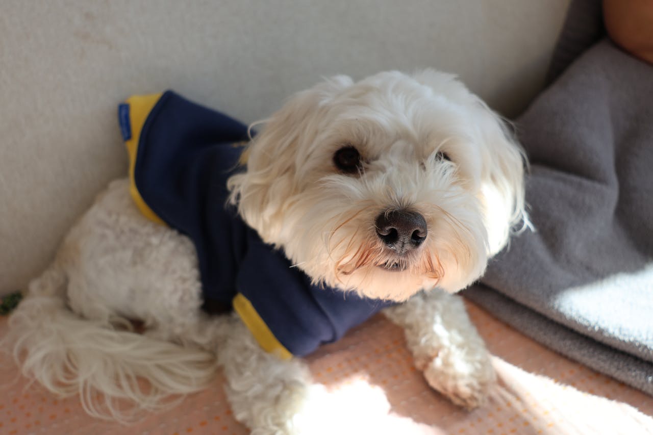 A cute white dog in a blue coat sits indoors, basking in sunlight.