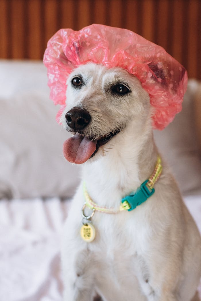 A playful dog wearing a pink shower cap, sitting on a bed, looking charming and cheerful.