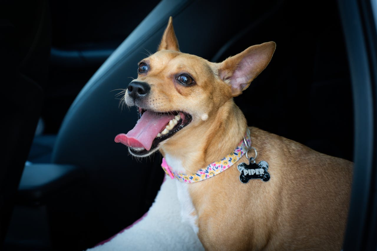 A joyful brown dog with a collar sits inside a car, panting happily.