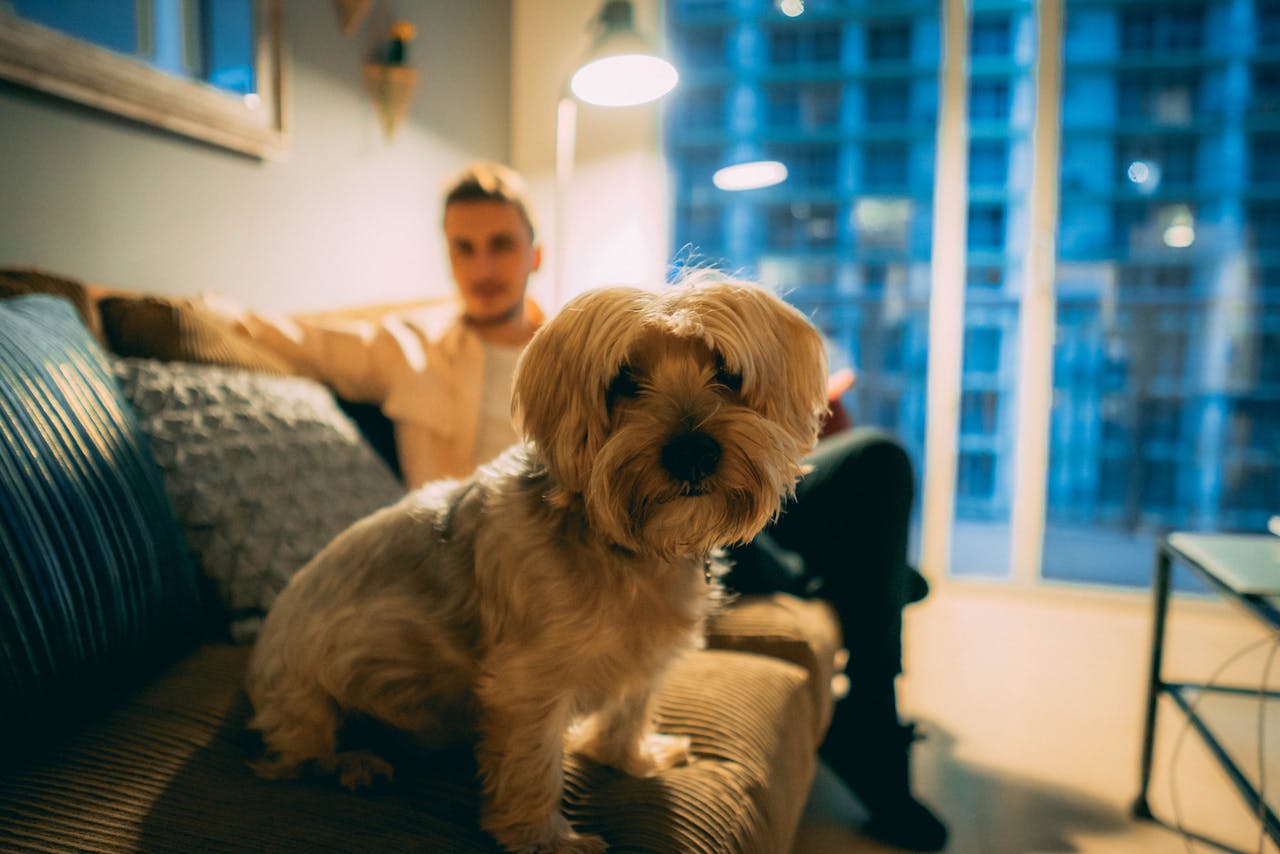 Adorable Yorkshire Terrier sitting on a couch indoors with its owner in the background.